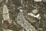 Polished Devonian Fossil Coral and Bryozoan Plate - Morocco #365153-1